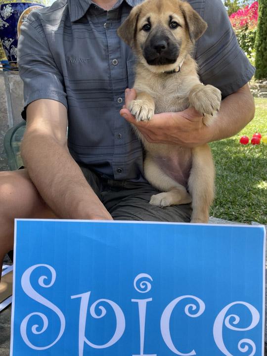 chinook puppy